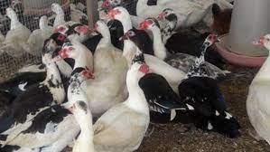 Description or Alt Text