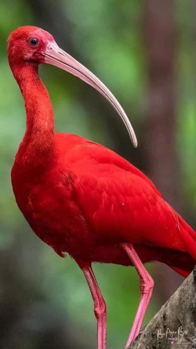 Description or Alt Text