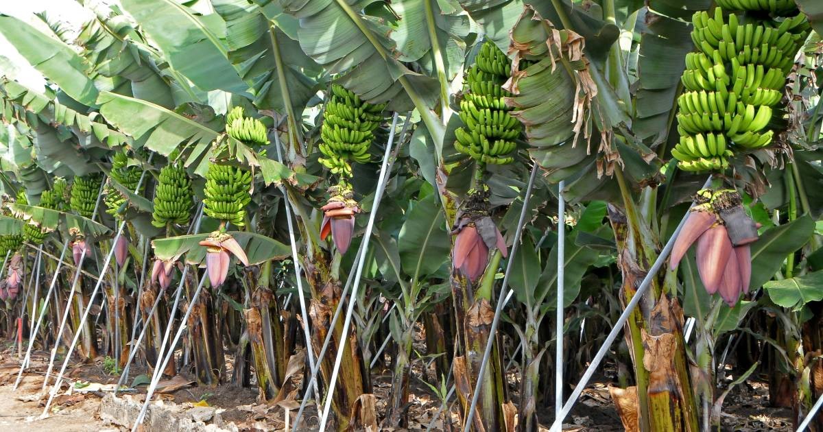 Description or Alt Text