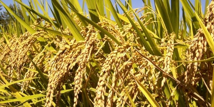 Description or Alt Text