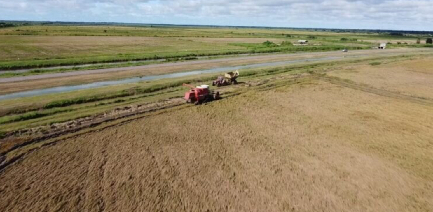 Description or Alt Text