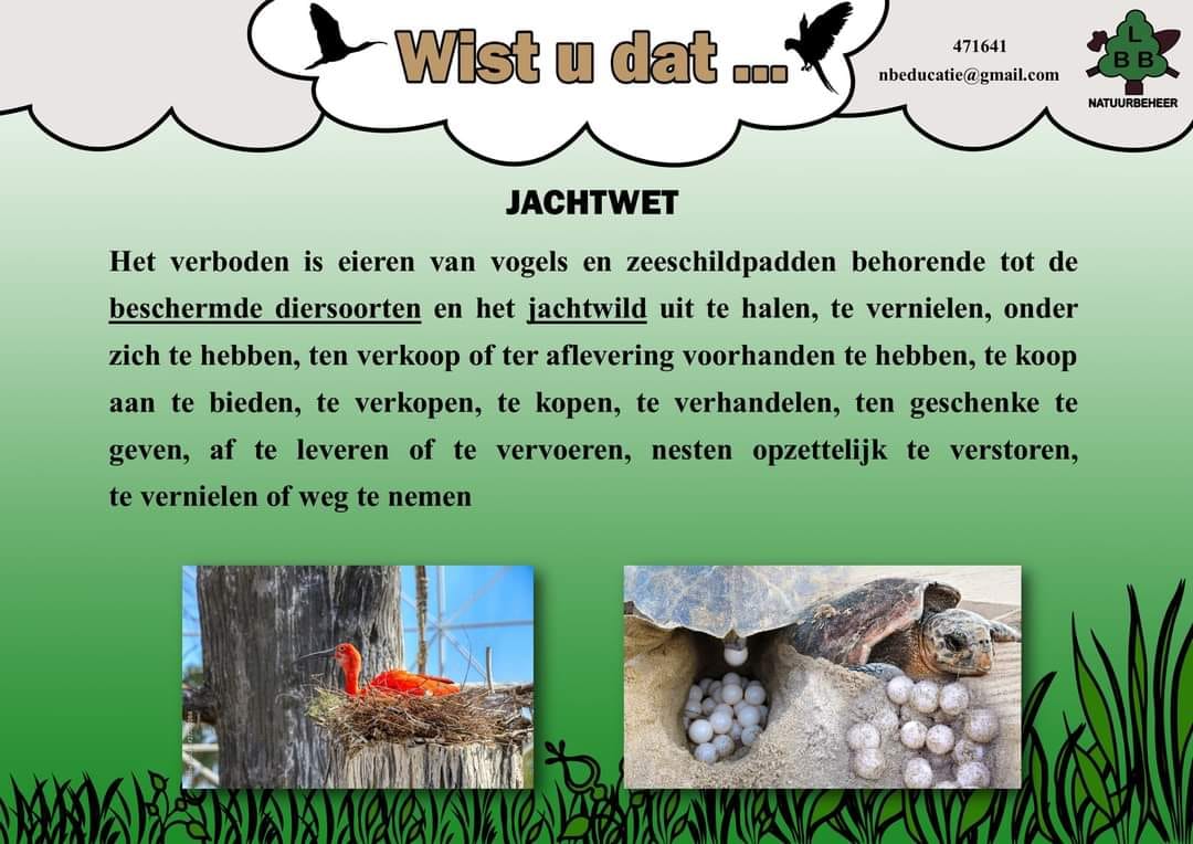 Description or Alt Text