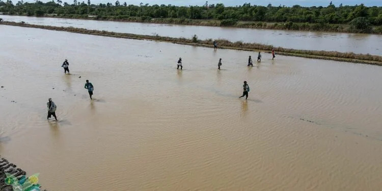 Description or Alt Text