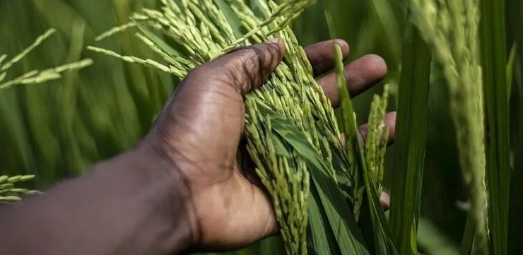 Description or Alt Text