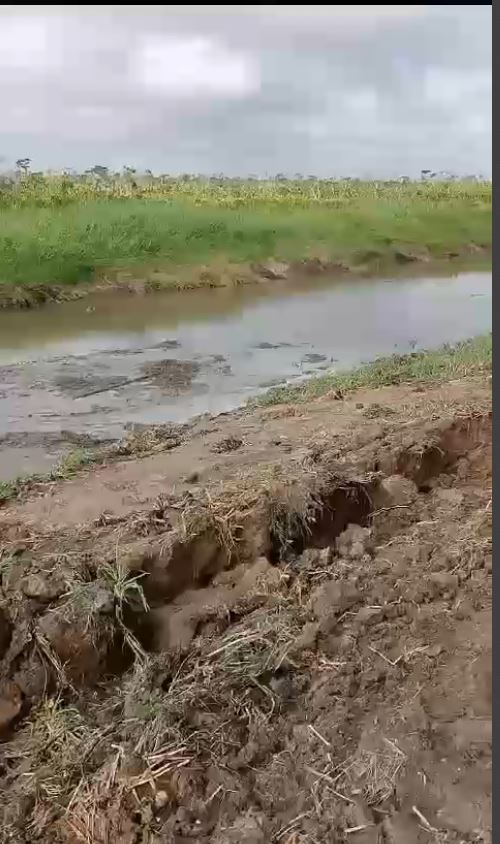 Description or Alt Text