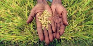 Description or Alt Text