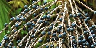 Description or Alt Text