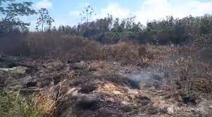 Description or Alt Text