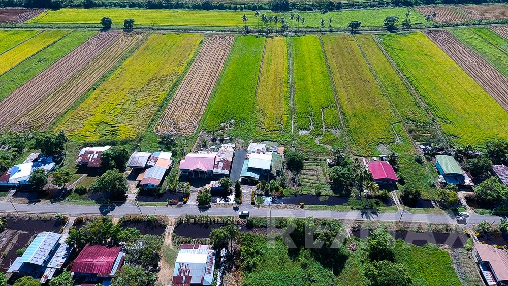 Description or Alt Text