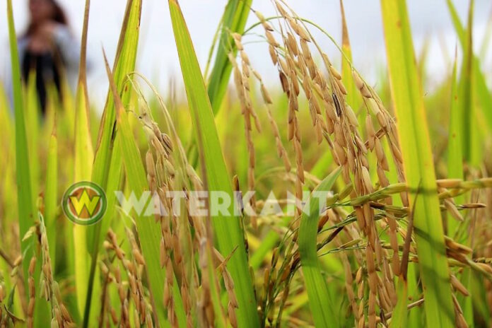 Description or Alt Text