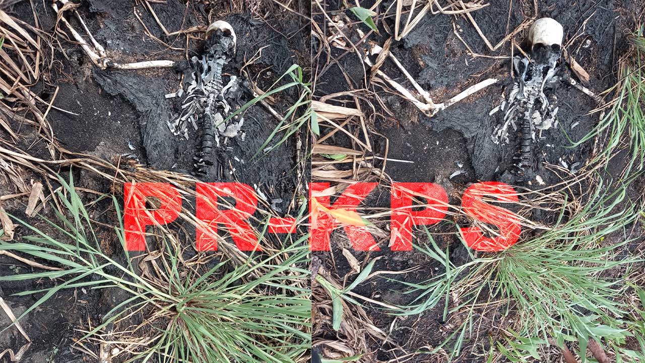 Description or Alt Text