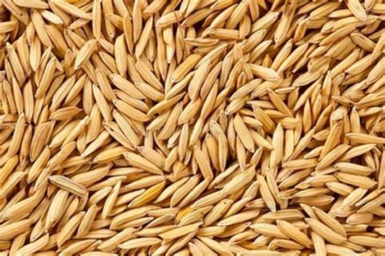 Description or Alt Text