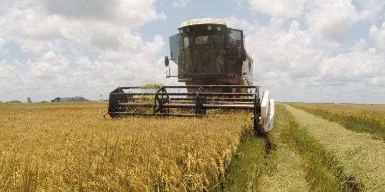 Description or Alt Text