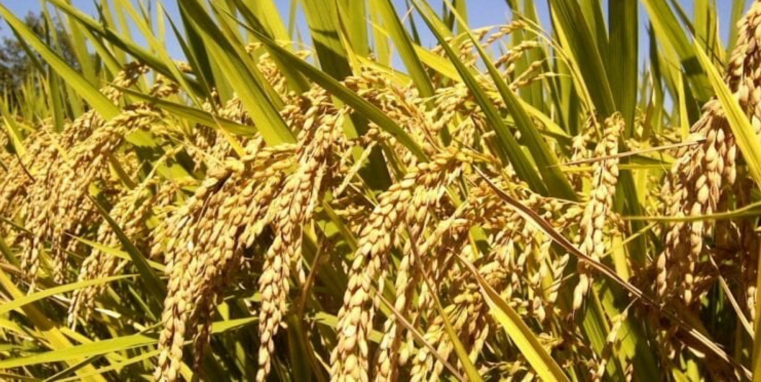 Description or Alt Text