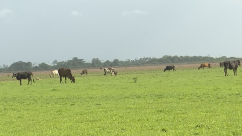 Description or Alt Text