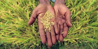 Description or Alt Text