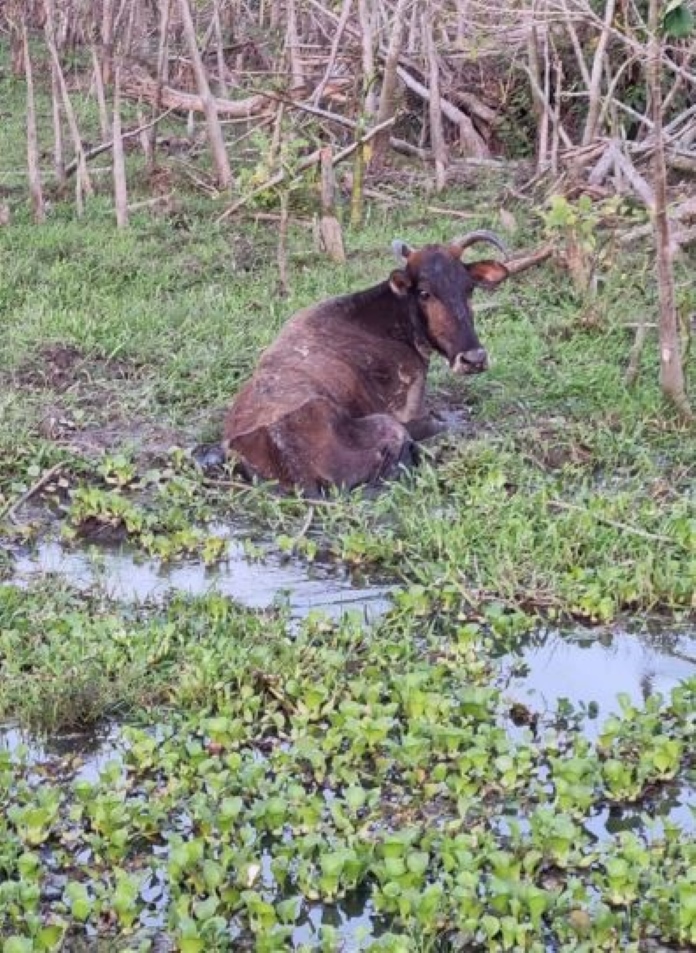 Description or Alt Text