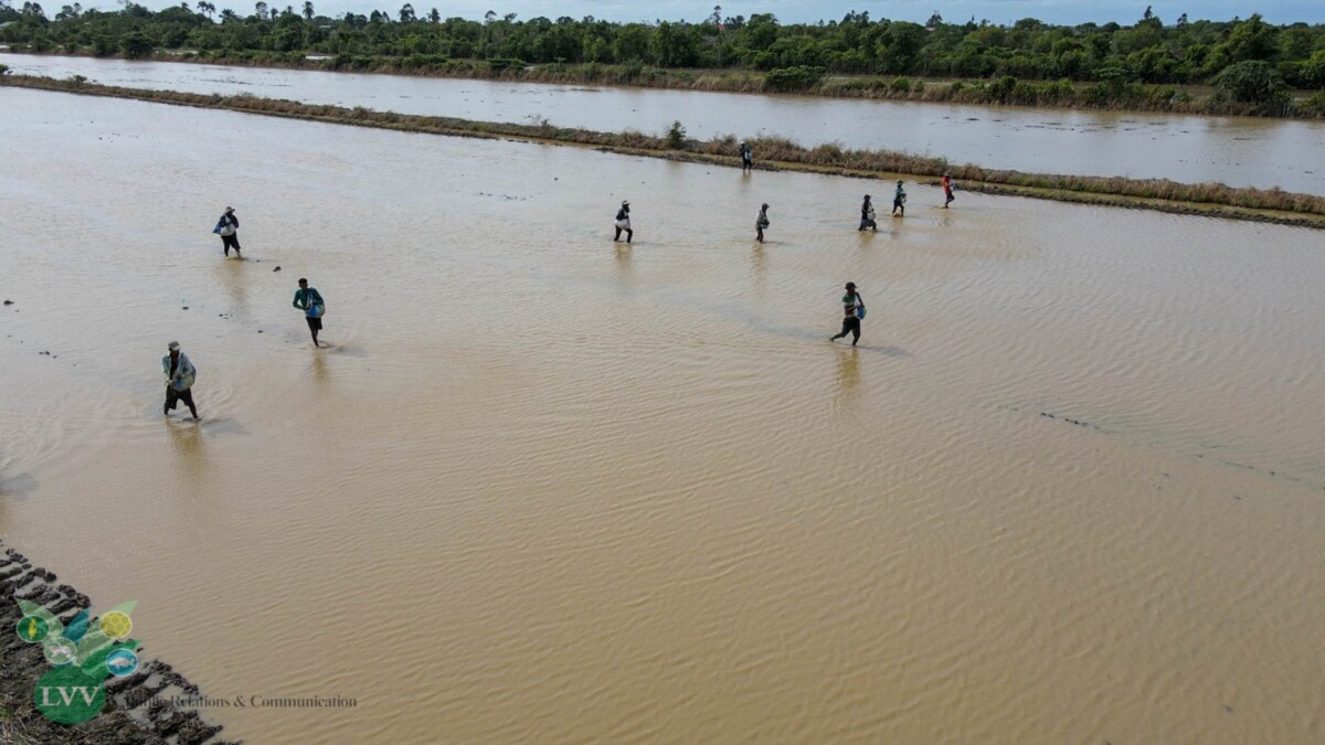 Description or Alt Text