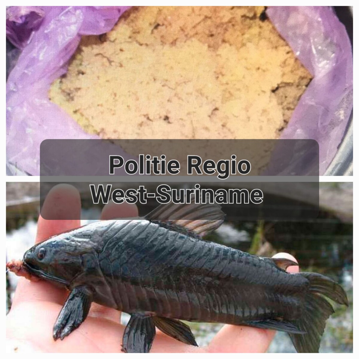 Description or Alt Text