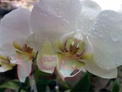 Description or Alt Text