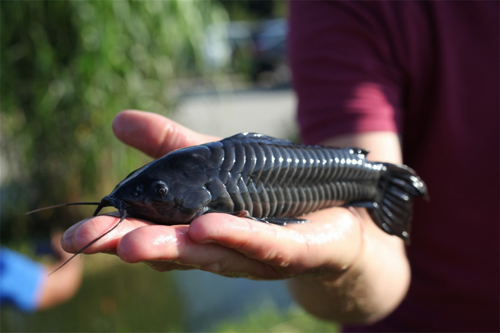 Description or Alt Text