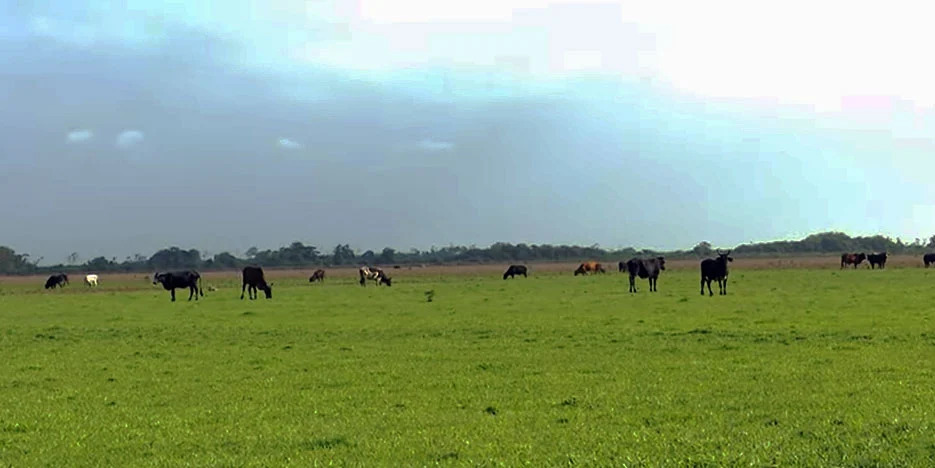 Description or Alt Text