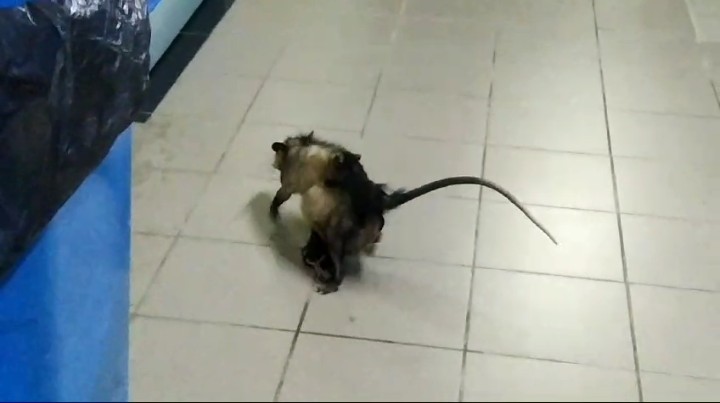 Description or Alt Text