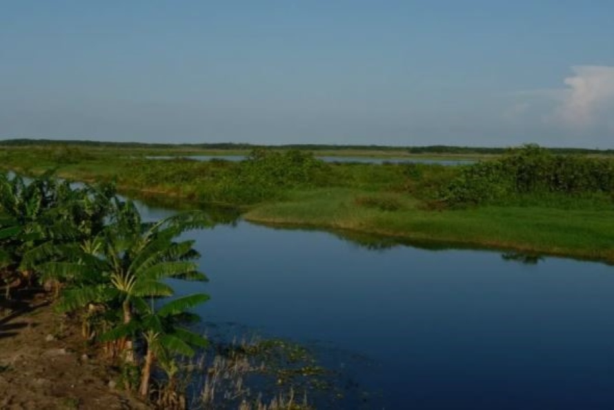 Description or Alt Text