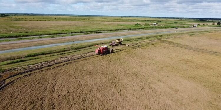 Description or Alt Text