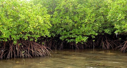 Description or Alt Text