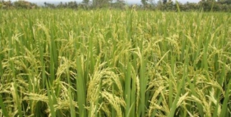 Description or Alt Text