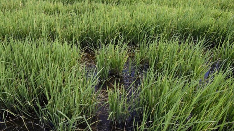 Description or Alt Text