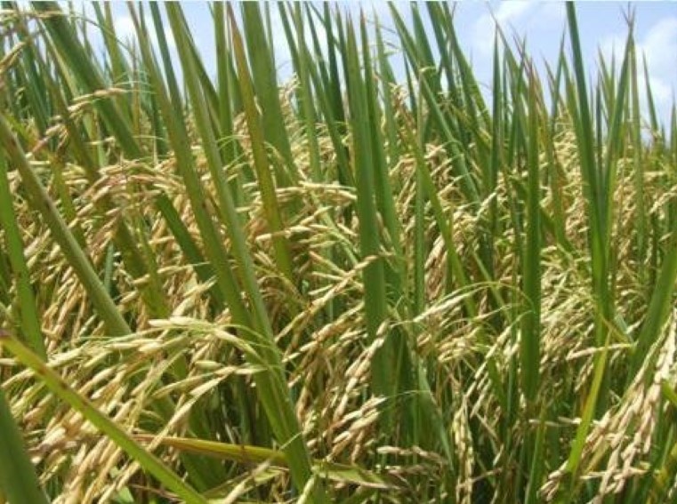 Description or Alt Text