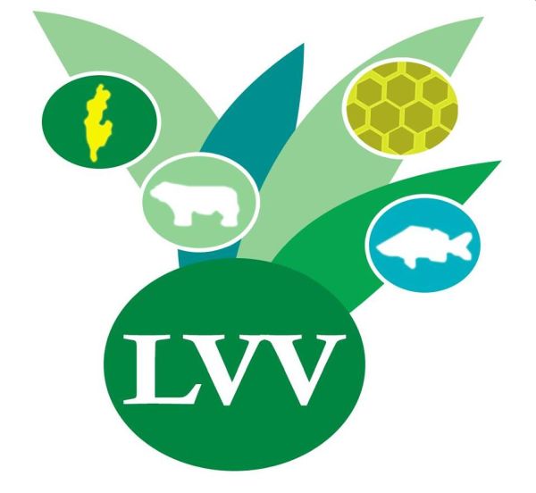 Description or Alt Text