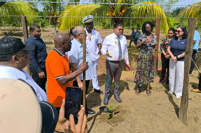 Description or Alt Text