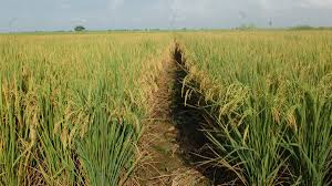 Description or Alt Text