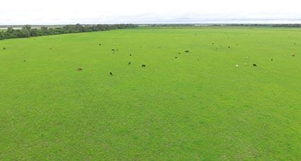 Description or Alt Text