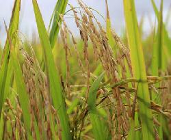 Description or Alt Text