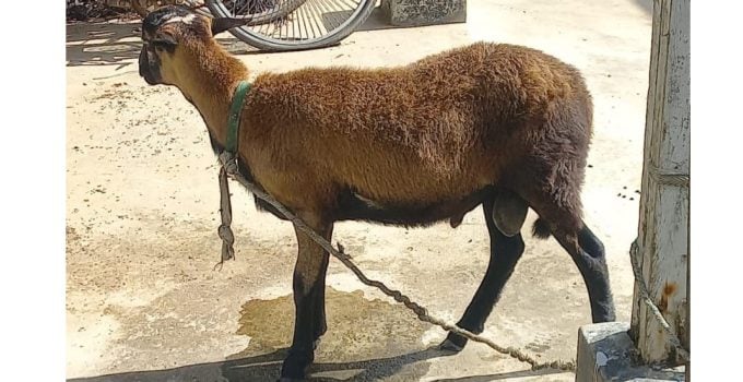 Description or Alt Text