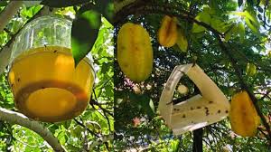 Description or Alt Text