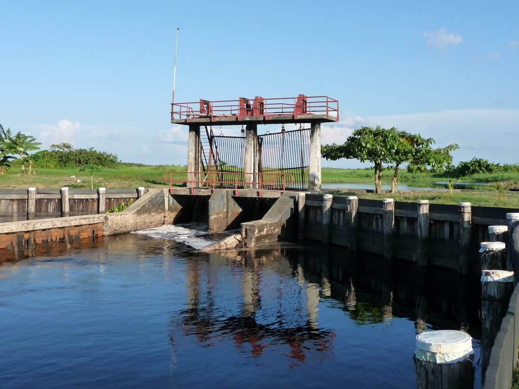 Description or Alt Text