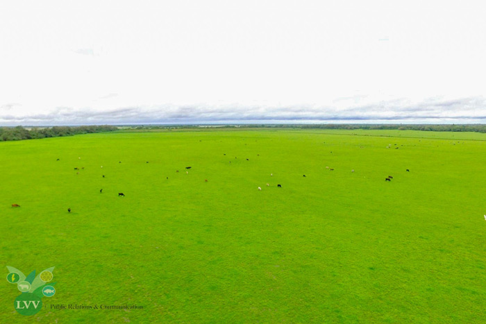 Description or Alt Text