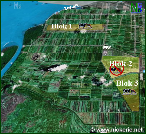 Description or Alt Text