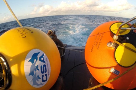 Description or Alt Text