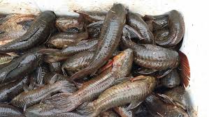 Description or Alt Text