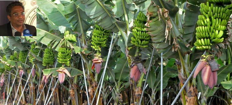 Description or Alt Text