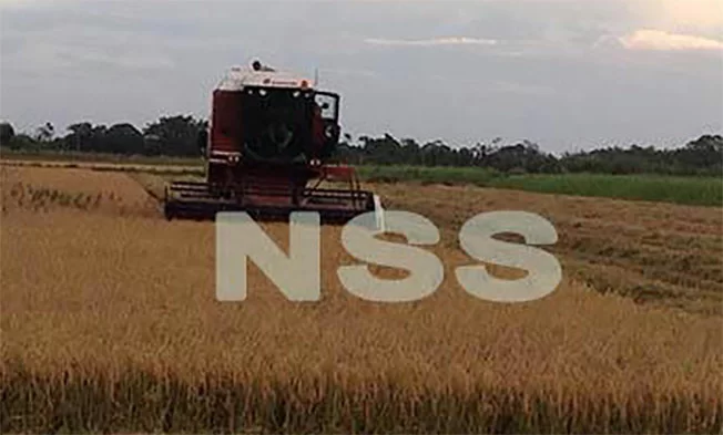 Description or Alt Text