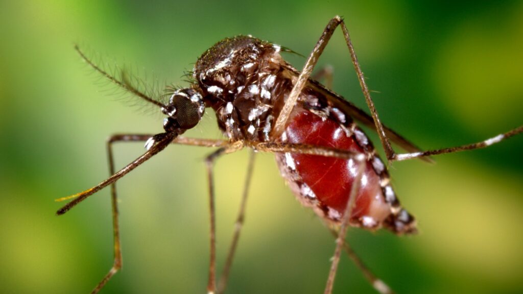 Raghoenandan: beloofde chikungunya-bespuitingen blijven uit in Nickerie